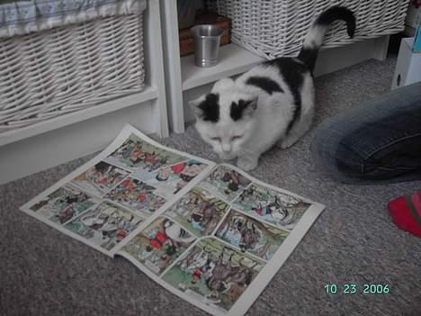 Huskat Plet mis - hihi det er så.. sjovt at læse i wendy billede 11