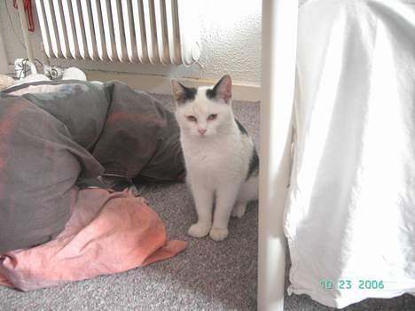 Huskat Plet mis - jeg er bare så yndig billede 12