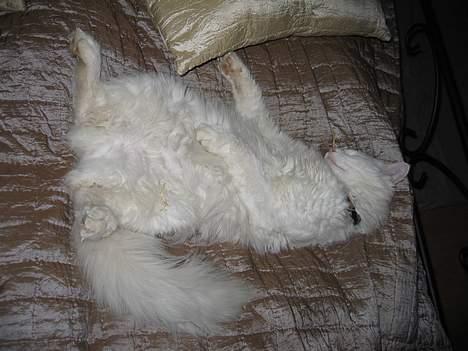 Norsk Skovkat Safir billede 19