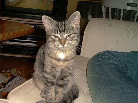 Blanding af racer Molly - Her er jeg som ung, med store strit øre. billede 11