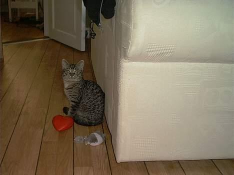 Blanding af racer Molly - Da jeg var ung var jeg indendørs kat og kom kun ud når vi gik tur i gå snor, 1 gang om dagen. billede 12