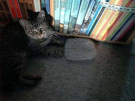 Blanding af racer Molly - Så er vi flyttet og jeg er blevet lidt større. billede 13