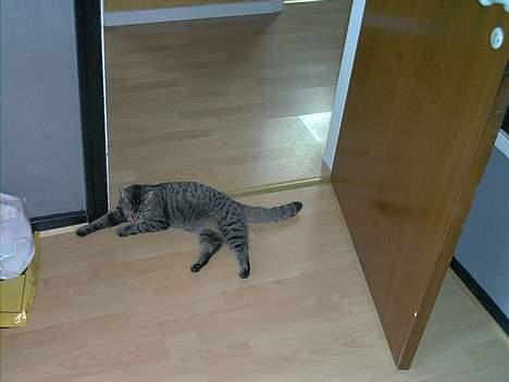 Blanding af racer Molly - Jeg genere da ikke nogen ved at ligge midt i døren, vel ? billede 15