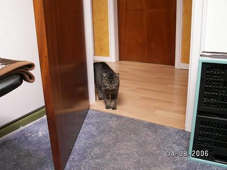 Blanding af racer Molly billede 16