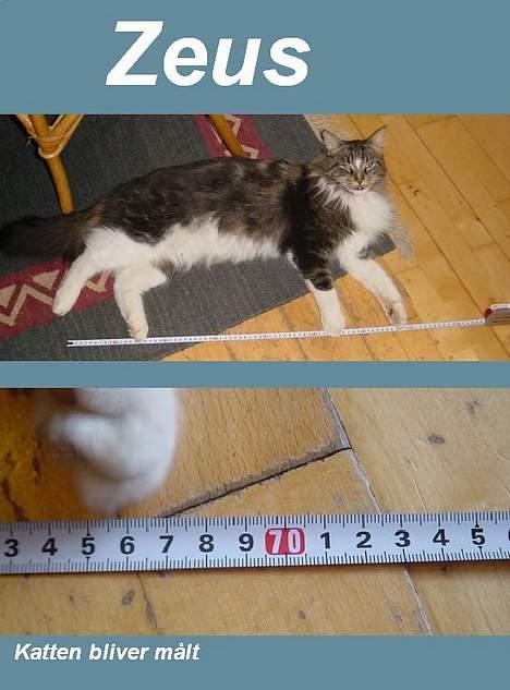 Maine Coon Udklittens Mister Kandis  - Han bliver målt billede 20