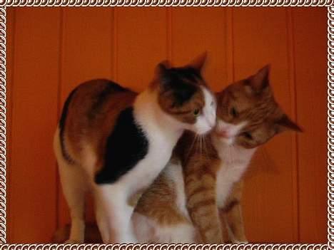 Huskat Pussie billede 7