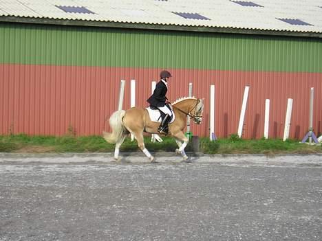 Huskat lille mis - MIIN DEJLIGE PONY  billede 12