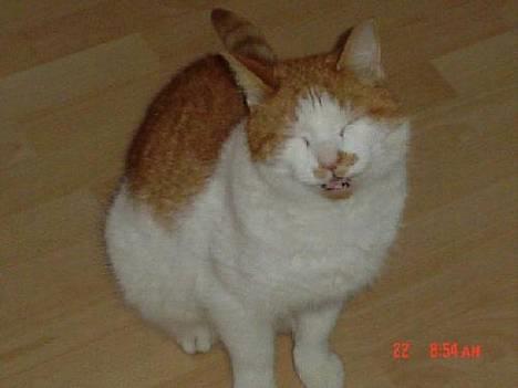 Blanding af racer Garfield R.I.P.5.6.2010 - Se mor! Jeg kan smile *S* billede 1