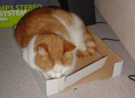 Blanding af racer Garfield R.I.P.5.6.2010 - Dejligt med en papkasse Zzzzz billede 2