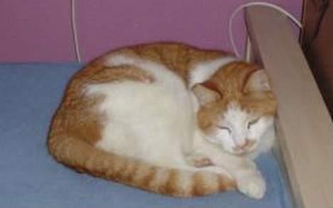 Blanding af racer Garfield R.I.P.5.6.2010 billede 3