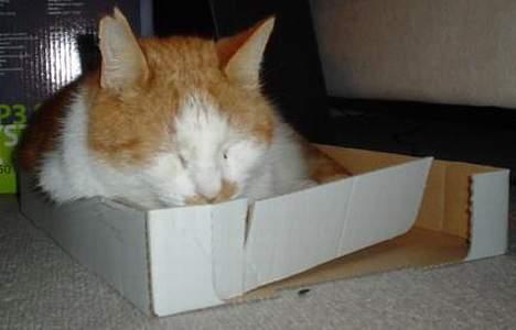 Blanding af racer Garfield R.I.P.5.6.2010 billede 5