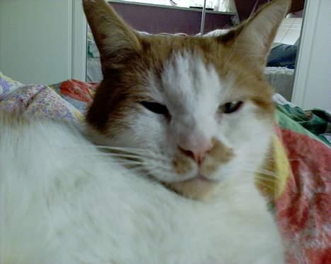 Blanding af racer Garfield R.I.P.5.6.2010 - Var der nogen der sagde mad?? billede 6