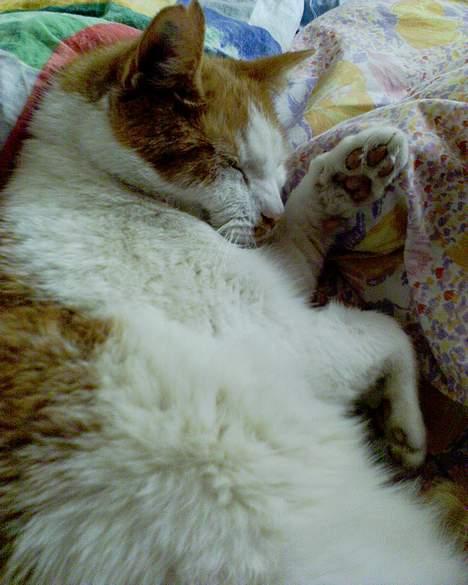 Blanding af racer Garfield R.I.P.5.6.2010 - Kan du hører jeg vinker??? billede 7