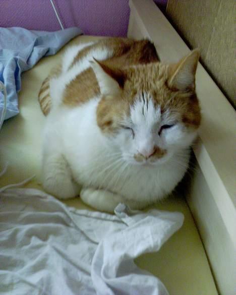 Blanding af racer Garfield R.I.P.5.6.2010 billede 8