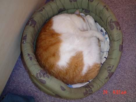 Blanding af racer Garfield R.I.P.5.6.2010 - Man skal da også sno sig??? billede 9