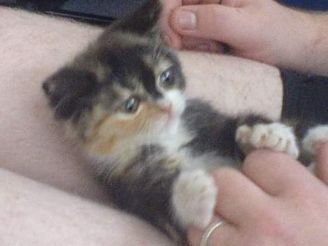 Blanding af racer tøsen - ihhh jeg hygger mig ved far billede 2