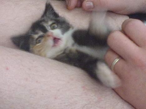 Blanding af racer tøsen - grr er farlig har fåt skarpe tænder! billede 3