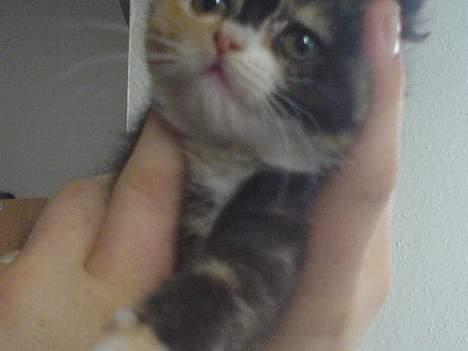 Blanding af racer tøsen - er jeg ik dejlig min dyrelæge siger jeg halv perser og hun ik den første! billede 5