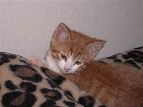 Huskat basse - åhh.. lad mig nu sove billede 4