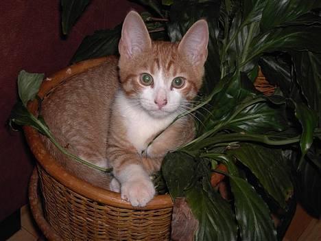 Huskat basse - Endnu en potteplante er erobret .. thi hi billede 5