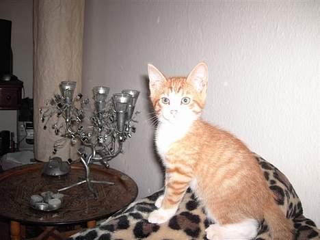 Huskat basse - Mors nye lysestage er altså flot og spændende ;-) billede 6