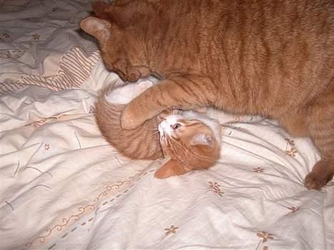 Huskat Buller R.I.P. 10.04.08 - Basse - min lillebror - og jeg leger sjovt sammen billede 7