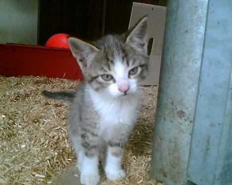 Huskat Lensa - tite tite bøøh,.. billede 1