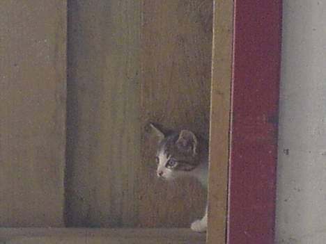 Huskat Lensa - Hey, jeg er herovre!! billede 2