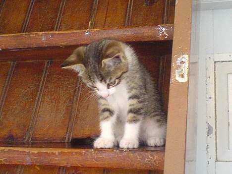 Huskat Lensa - uuh, der er godtnok laaaangt ned... billede 3