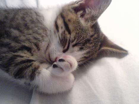 Huskat Lensa - aaah, sove.. <3 dejligt billede 4