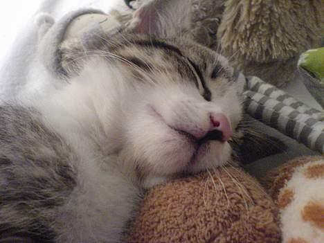 Huskat Lensa - jeg ELSKER bamser <3 billede 5