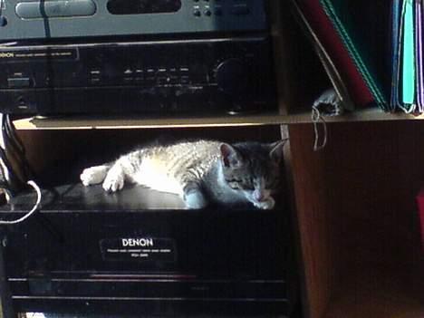 Huskat Lensa - Super stereoanlæg!! billede 6