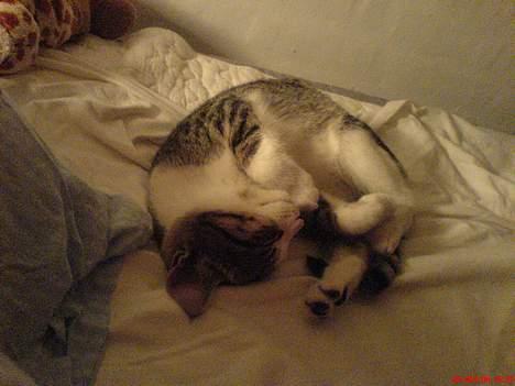 Huskat Lensa - Gaaab.. billede 7