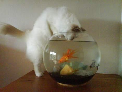Hellig Birma Bella - De er bare så gode... Har smagt to små fisk UPS billede 5