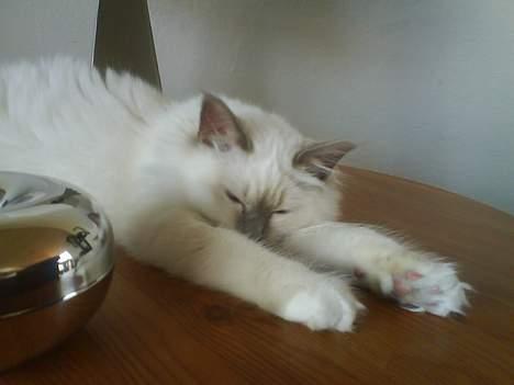 Hellig Birma Bella - ZZZZZZZZZ billede 11