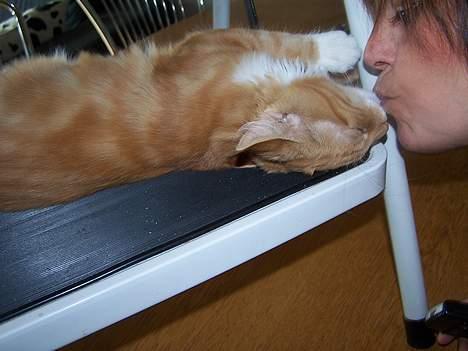 Blanding af racer coco - (4 mdr gammel) mig og min dejlig mor,hende falder jeg gerne på ryggen for og møsser hende*GGG* billede 9