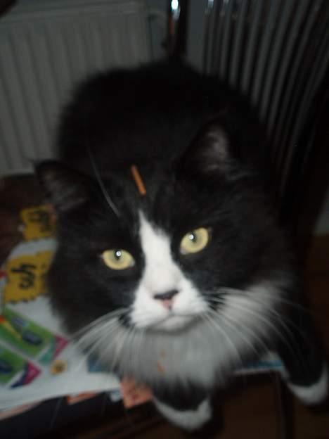 Blanding af racer Mozart billede 13