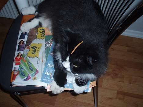 Blanding af racer Mozart billede 14