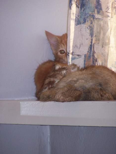 Blanding af racer coco - (4 mdr gammel) miav miav miav..... I kan ikke finde miiiig...!!!!*thi-hi* billede 10