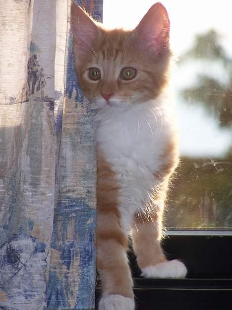 Blanding af racer coco - (4 mdr gammel) hoooooov,var det moaaar der råbte maden er serveret..???*høhø* billede 11