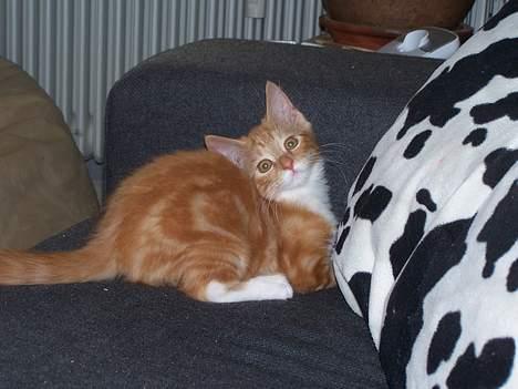 Blanding af racer coco - (4 mdr gammel) miiiiig ud på ballade..?? nejjjjjjjjjjjjjjjjj da.....!!!!*fniz fniz* billede 12