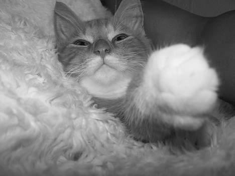 Blanding af racer coco - (4 mdr gammel) ihhh altså moaaaar,du får snart en med potten hvis du tager flere billeder af mig mens jeg sover..!!!*ups* billede 13