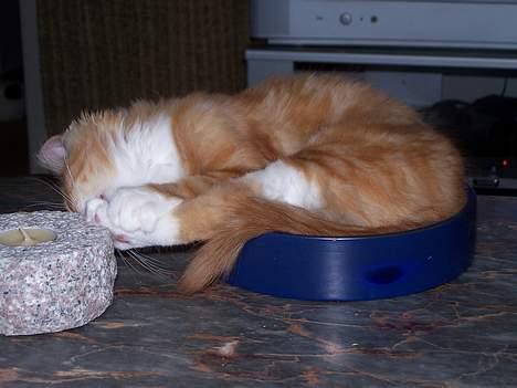 Blanding af racer coco - (4 mdr gammel) hvem siger man ikke kan sove i et askebæger..?? jeg kaaaaaaaaaan...seeeeee...!!!!*LOOL* billede 14