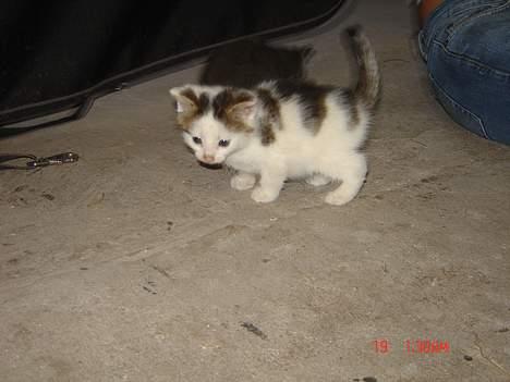 Huskat Plet <33 billede 1