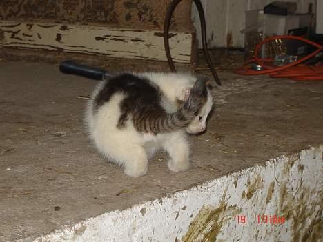 Huskat Plet <33 billede 2