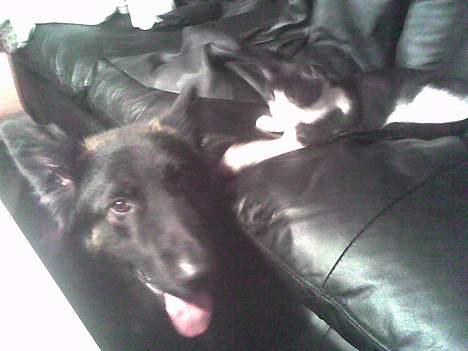 Huskat Speedy er her ikke mere - driller lige min storbror billede 3