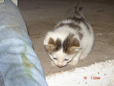 Huskat Plet <33 billede 3