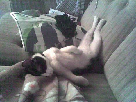 Huskat Speedy er her ikke mere - mor syntes jeg sover på en mærkelig måde... gør jeg det? billede 7