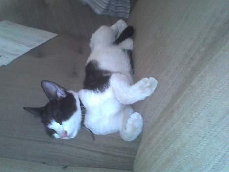 Huskat Speedy er her ikke mere billede 9