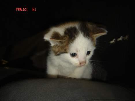 Huskat Plet <33 billede 5